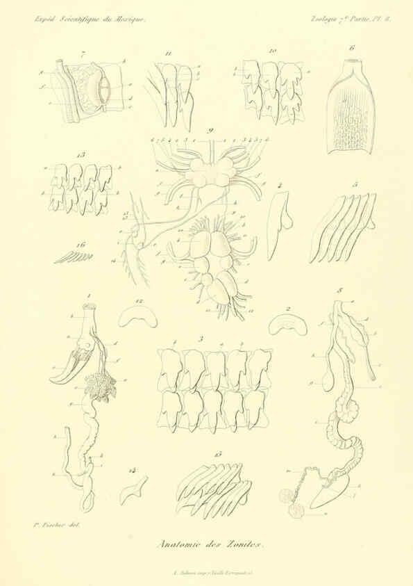 Reproducción/Reproduction 6033125650: Études sur les mollusques terrestres et fluviatales du Mexique et du Guatemala. t.1. Paris :Imprimerie impériale,1870-1902