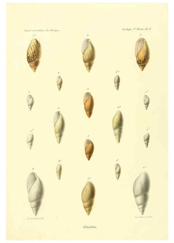 Reproducción/Reproduction 6033125056: Études sur les mollusques terrestres et fluviatales du Mexique et du Guatemala. t.1. Paris :Imprimerie impériale,1870-1902