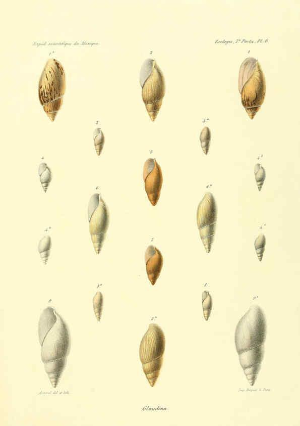 Reproducción/Reproduction 6033125056: Études sur les mollusques terrestres et fluviatales du Mexique et du Guatemala. t.1. Paris :Imprimerie impériale,1870-1902