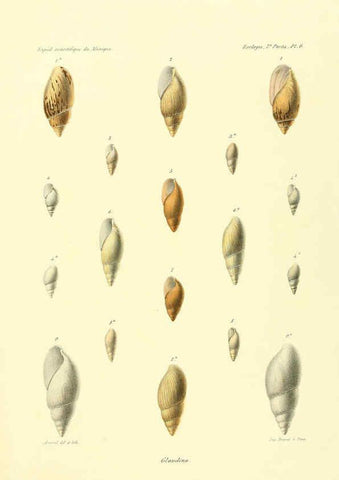 Reproducción/Reproduction 6033125056: Études sur les mollusques terrestres et fluviatales du Mexique et du Guatemala. t.1. Paris :Imprimerie impériale,1870-1902