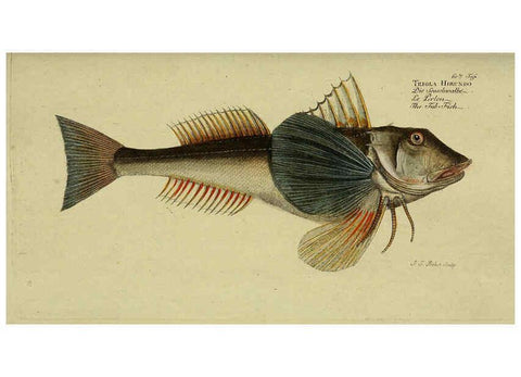 Reproducción/Reproduction 6033008318: D. Marcus Elieser Bloch's, ausübenden Arztes zu Berlin. Atlas. Berlin :Auf Kosten des Verfassers, und in Commission in der Buchhandlung der Realschule,1783-1785