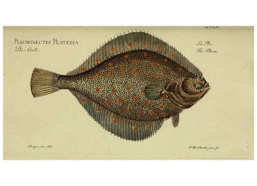 Reproducción/Reproduction 6032444407: D. Marcus Elieser Bloch's, ausübenden Arztes zu Berlin. Atlas. Berlin :Auf Kosten des Verfassers, und in Commission in der Buchhandlung der Realschule,1783-1785