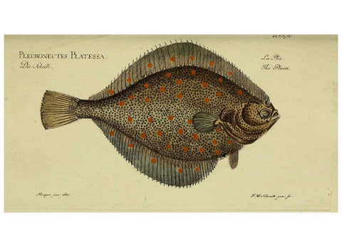 Reproducción/Reproduction 6032444407: D. Marcus Elieser Bloch's, ausübenden Arztes zu Berlin. Atlas. Berlin :Auf Kosten des Verfassers, und in Commission in der Buchhandlung der Realschule,1783-1785