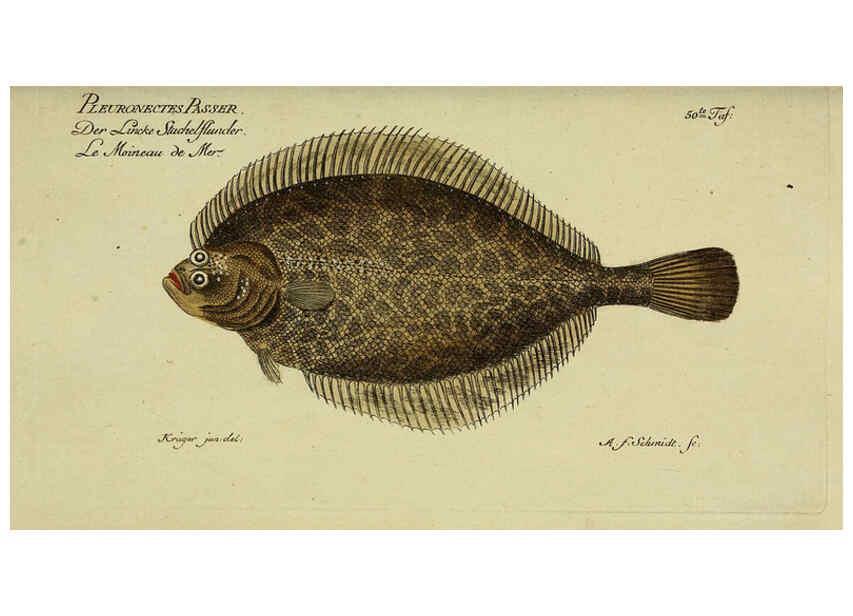 Reproducción/Reproduction 6033004888: D. Marcus Elieser Bloch's, ausübenden Arztes zu Berlin. Atlas. Berlin :Auf Kosten des Verfassers, und in Commission in der Buchhandlung der Realschule,1783-1785