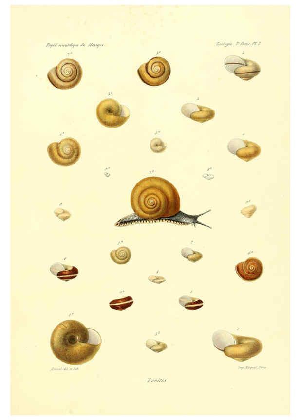 Reproducción/Reproduction 6033125224: Études sur les mollusques terrestres et fluviatales du Mexique et du Guatemala. t.1. Paris :Imprimerie impériale,1870-1902