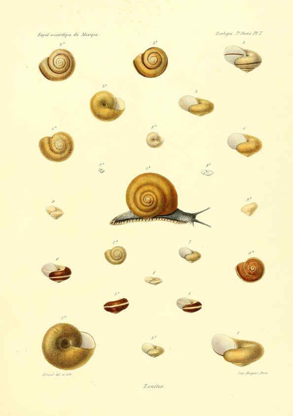 Reproducción/Reproduction 6033125224: Études sur les mollusques terrestres et fluviatales du Mexique et du Guatemala. t.1. Paris :Imprimerie impériale,1870-1902