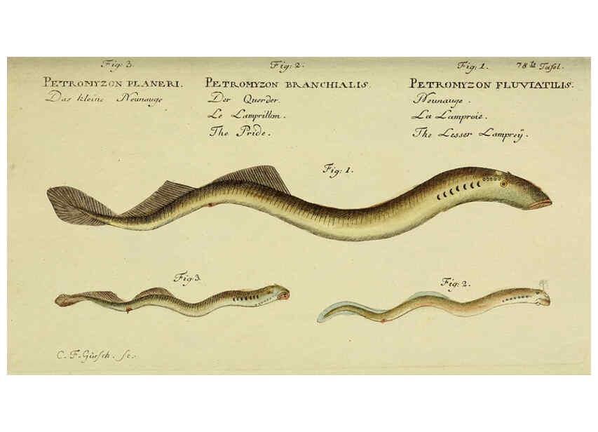 Reproducción/Reproduction 6032455495: D. Marcus Elieser Bloch's, ausübenden Arztes zu Berlin. Atlas. Berlin :Auf Kosten des Verfassers, und in Commission in der Buchhandlung der Realschule,1783-1785