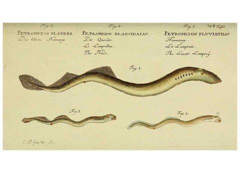 Reproducción/Reproduction 6032455495: D. Marcus Elieser Bloch's, ausübenden Arztes zu Berlin. Atlas. Berlin :Auf Kosten des Verfassers, und in Commission in der Buchhandlung der Realschule,1783-1785