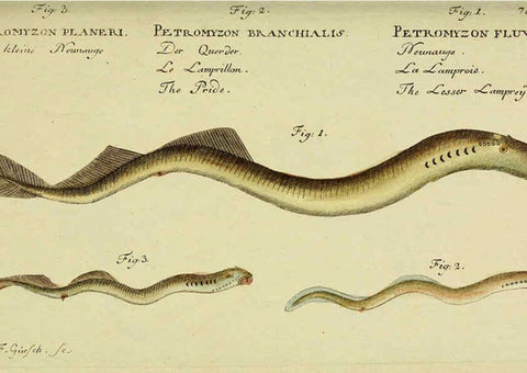 Reproducción/Reproduction 6032455495: D. Marcus Elieser Bloch's, ausübenden Arztes zu Berlin. Atlas. Berlin :Auf Kosten des Verfassers, und in Commission in der Buchhandlung der Realschule,1783-1785
