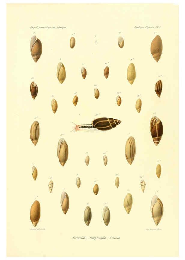 Reproducción/Reproduction 6033123238: Études sur les mollusques terrestres et fluviatales du Mexique et du Guatemala. t.1. Paris :Imprimerie impériale,1870-1902
