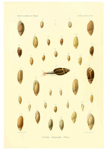 Reproducción/Reproduction 6033123238: Études sur les mollusques terrestres et fluviatales du Mexique et du Guatemala. t.1. Paris :Imprimerie impériale,1870-1902