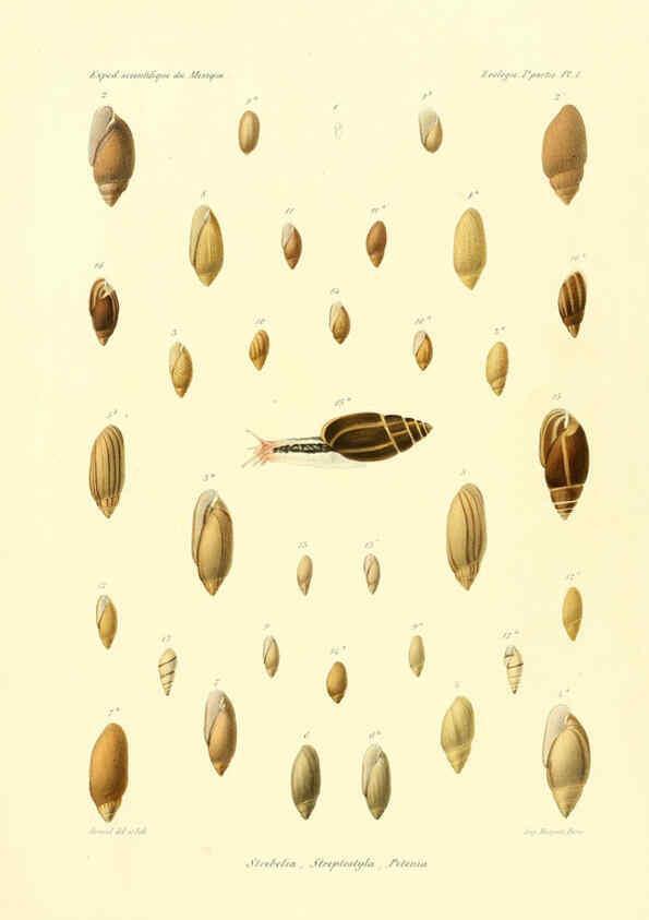 Reproducción/Reproduction 6033123238: Études sur les mollusques terrestres et fluviatales du Mexique et du Guatemala. t.1. Paris :Imprimerie impériale,1870-1902