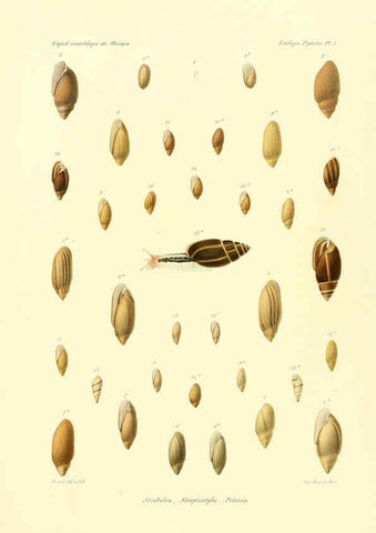 Reproducción/Reproduction 6033123238: Études sur les mollusques terrestres et fluviatales du Mexique et du Guatemala. t.1. Paris :Imprimerie impériale,1870-1902
