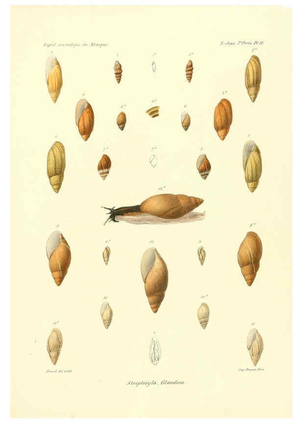 Reproducción/Reproduction 6032565581: Études sur les mollusques terrestres et fluviatales du Mexique et du Guatemala. t.1. Paris :Imprimerie impériale,1870-1902