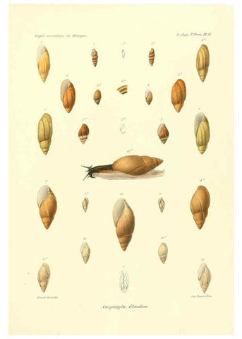 Reproducción/Reproduction 6032565581: Études sur les mollusques terrestres et fluviatales du Mexique et du Guatemala. t.1. Paris :Imprimerie impériale,1870-1902