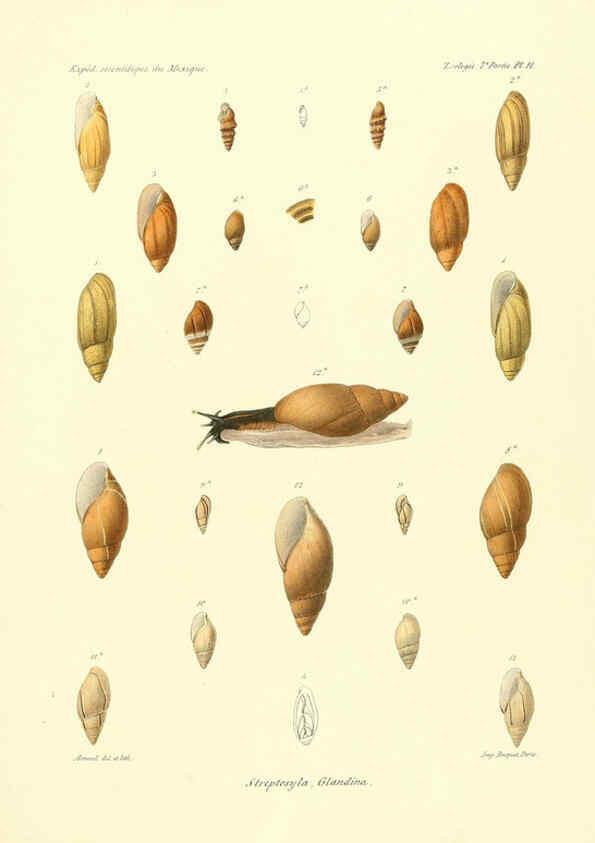 Reproducción/Reproduction 6032565581: Études sur les mollusques terrestres et fluviatales du Mexique et du Guatemala. t.1. Paris :Imprimerie impériale,1870-1902