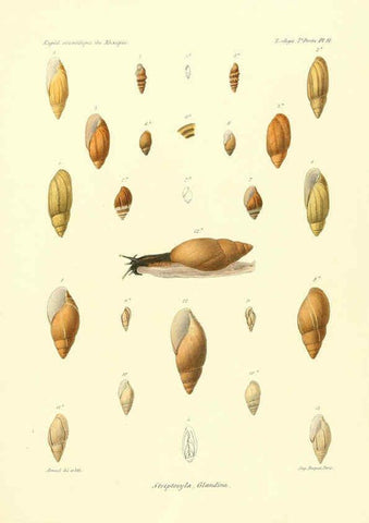 Reproducción/Reproduction 6032565581: Études sur les mollusques terrestres et fluviatales du Mexique et du Guatemala. t.1. Paris :Imprimerie impériale,1870-1902