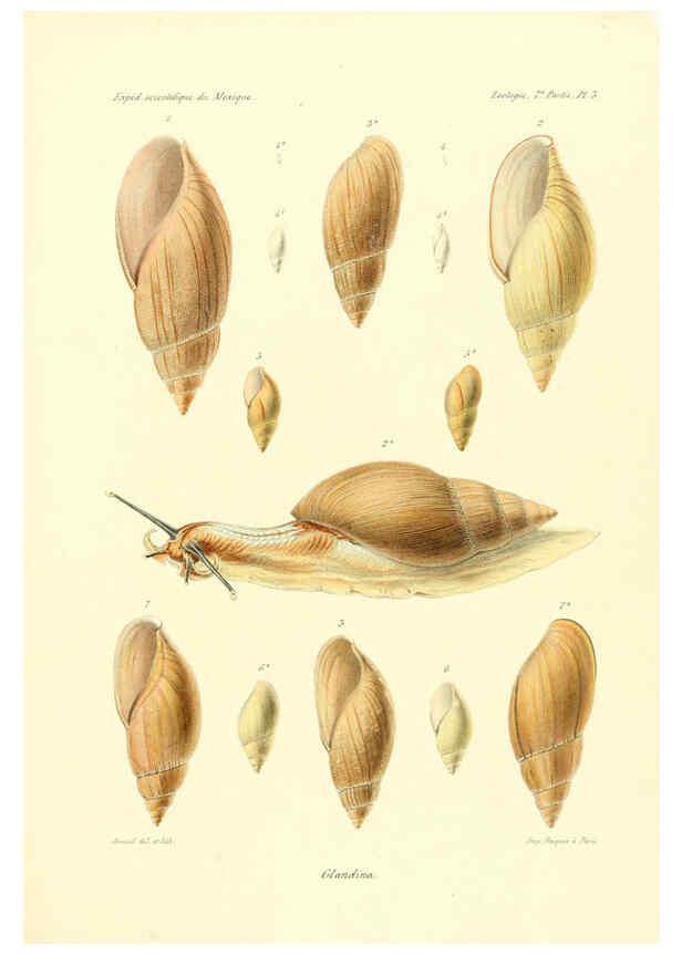 Reproducción/Reproduction 6032565839: Études sur les mollusques terrestres et fluviatales du Mexique et du Guatemala. t.1. Paris :Imprimerie impériale,1870-1902