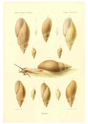 Reproducción/Reproduction 6032565839: Études sur les mollusques terrestres et fluviatales du Mexique et du Guatemala. t.1. Paris :Imprimerie impériale,1870-1902