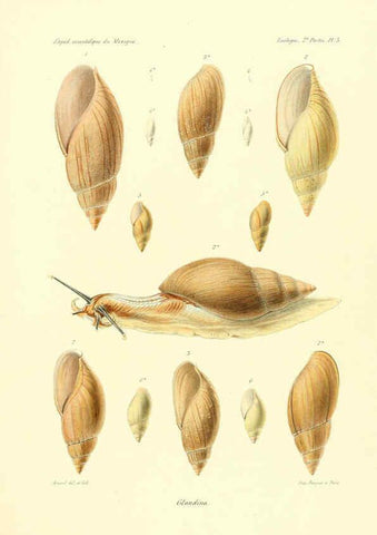 Reproducción/Reproduction 6032565839: Études sur les mollusques terrestres et fluviatales du Mexique et du Guatemala. t.1. Paris :Imprimerie impériale,1870-1902