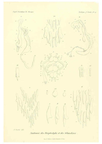 Reproducción/Reproduction 6032566369: Études sur les mollusques terrestres et fluviatales du Mexique et du Guatemala. t.1. Paris :Imprimerie impériale,1870-1902