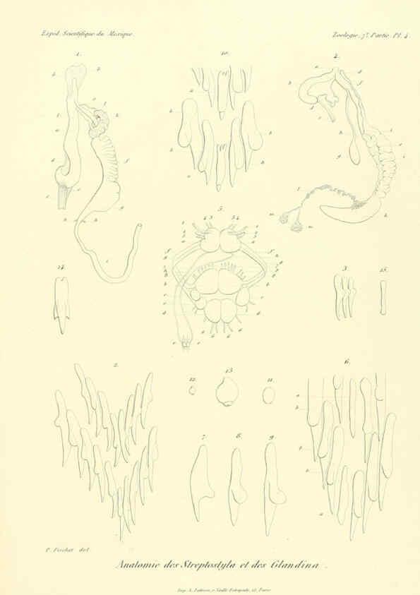 Reproducción/Reproduction 6032566369: Études sur les mollusques terrestres et fluviatales du Mexique et du Guatemala. t.1. Paris :Imprimerie impériale,1870-1902