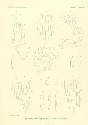 Reproducción/Reproduction 6032566369: Études sur les mollusques terrestres et fluviatales du Mexique et du Guatemala. t.1. Paris :Imprimerie impériale,1870-1902