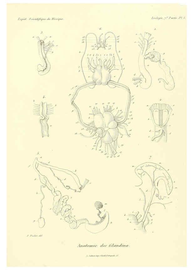 Reproducción/Reproduction 6032566539: Études sur les mollusques terrestres et fluviatales du Mexique et du Guatemala. t.1. Paris :Imprimerie impériale,1870-1902
