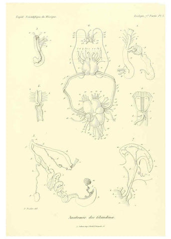 Reproducción/Reproduction 6032566539: Études sur les mollusques terrestres et fluviatales du Mexique et du Guatemala. t.1. Paris :Imprimerie impériale,1870-1902