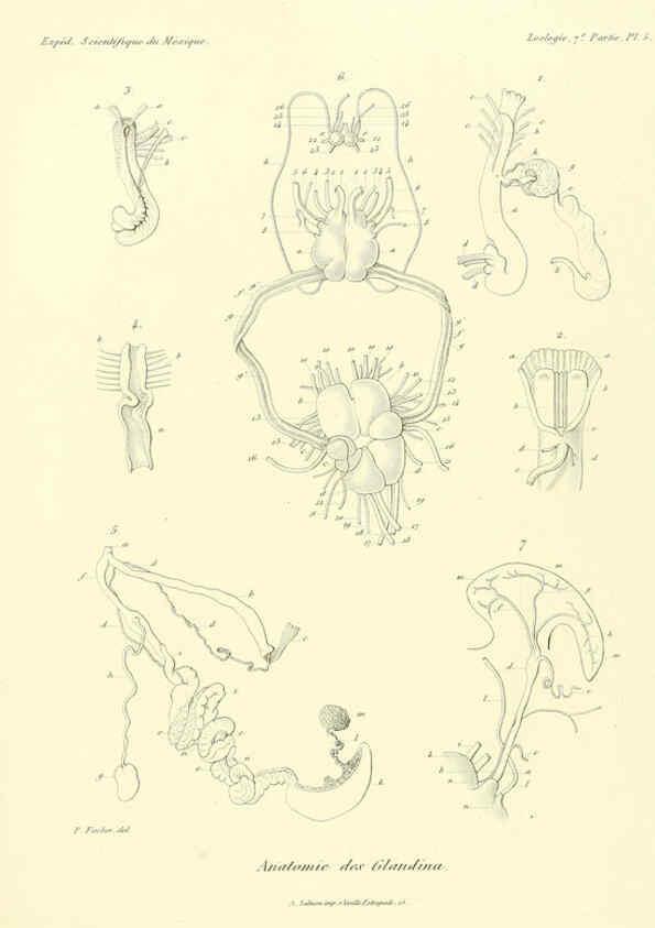 Reproducción/Reproduction 6032566539: Études sur les mollusques terrestres et fluviatales du Mexique et du Guatemala. t.1. Paris :Imprimerie impériale,1870-1902