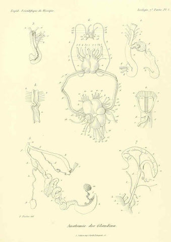 Reproducción/Reproduction 6032566539: Études sur les mollusques terrestres et fluviatales du Mexique et du Guatemala. t.1. Paris :Imprimerie impériale,1870-1902