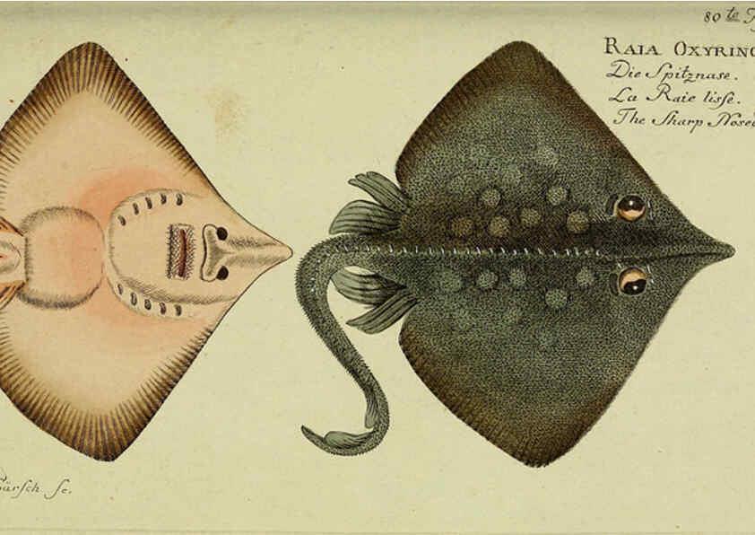 Reproducción/Reproduction 6032456817: D. Marcus Elieser Bloch's, ausübenden Arztes zu Berlin. Atlas. Berlin :Auf Kosten des Verfassers, und in Commission in der Buchhandlung der Realschule,1783-1785