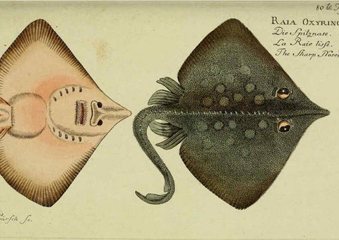 Reproducción/Reproduction 6032456817: D. Marcus Elieser Bloch's, ausübenden Arztes zu Berlin. Atlas. Berlin :Auf Kosten des Verfassers, und in Commission in der Buchhandlung der Realschule,1783-1785