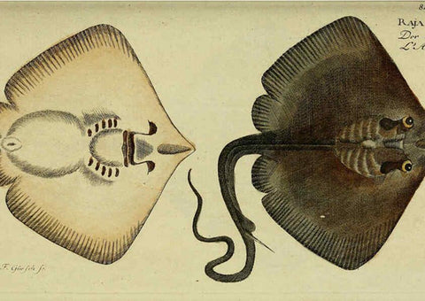 Reproducción/Reproduction 6033015800: D. Marcus Elieser Bloch's, ausübenden Arztes zu Berlin. Atlas. Berlin :Auf Kosten des Verfassers, und in Commission in der Buchhandlung der Realschule,1783-1785
