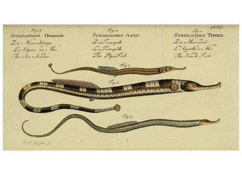 Reproducción/Reproduction 6033019410: D. Marcus Elieser Bloch's, ausübenden Arztes zu Berlin. Atlas. Berlin :Auf Kosten des Verfassers, und in Commission in der Buchhandlung der Realschule,1783-1785