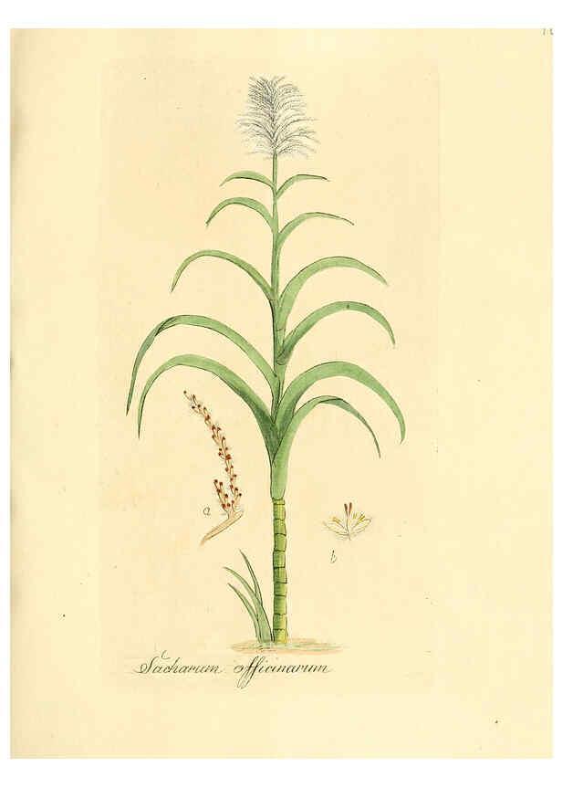 Reproducción/Reproduction 6032550672: Flora medica, oder, Abbildung der wichtigsten officinellen Pflanzen Jena,August Schmid,1831 [i.e. 1829-1831] 