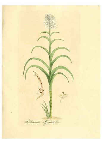 Reproducción/Reproduction 6032550672: Flora medica, oder, Abbildung der wichtigsten officinellen Pflanzen Jena,August Schmid,1831 [i.e. 1829-1831] 