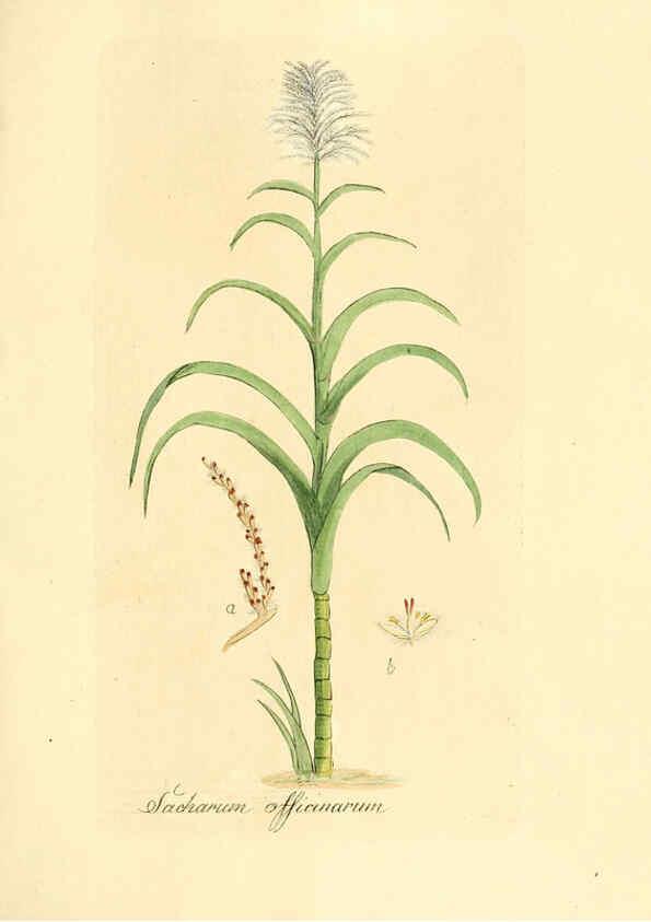 Reproducción/Reproduction 6032550672: Flora medica, oder, Abbildung der wichtigsten officinellen Pflanzen Jena,August Schmid,1831 [i.e. 1829-1831] 
