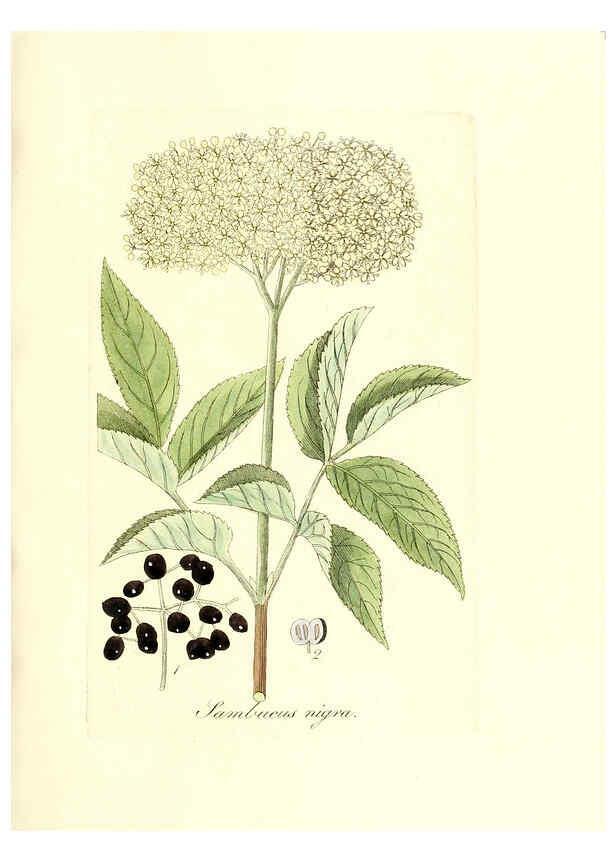Reproducción/Reproduction 6032550466: Flora medica, oder, Abbildung der wichtigsten officinellen Pflanzen Jena,August Schmid,1831 [i.e. 1829-1831] 