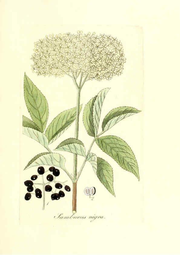 Reproducción/Reproduction 6032550466: Flora medica, oder, Abbildung der wichtigsten officinellen Pflanzen Jena,August Schmid,1831 [i.e. 1829-1831] 