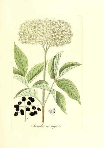 Reproducción/Reproduction 6032550466: Flora medica, oder, Abbildung der wichtigsten officinellen Pflanzen Jena,August Schmid,1831 [i.e. 1829-1831] 