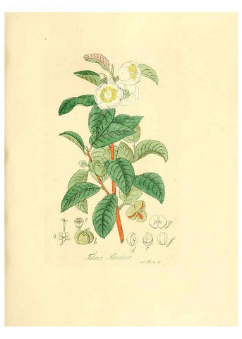 Reproducción/Reproduction 6032550242: Flora medica, oder, Abbildung der wichtigsten officinellen Pflanzen Jena,August Schmid,1831 [i.e. 1829-1831] 