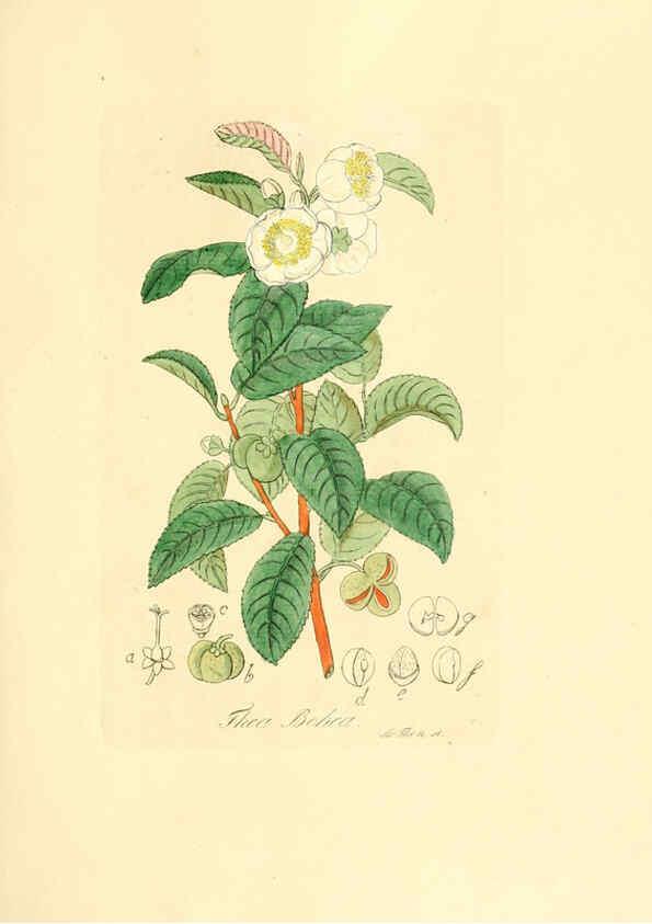 Reproducción/Reproduction 6032550242: Flora medica, oder, Abbildung der wichtigsten officinellen Pflanzen Jena,August Schmid,1831 [i.e. 1829-1831] 