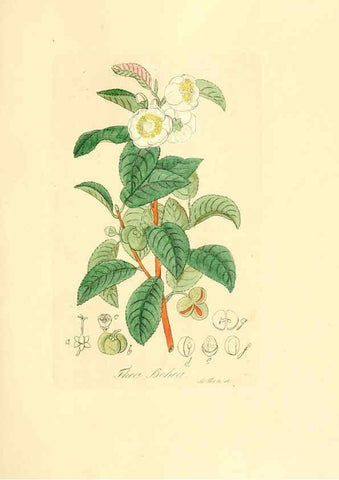 Reproducción/Reproduction 6032550242: Flora medica, oder, Abbildung der wichtigsten officinellen Pflanzen Jena,August Schmid,1831 [i.e. 1829-1831] 