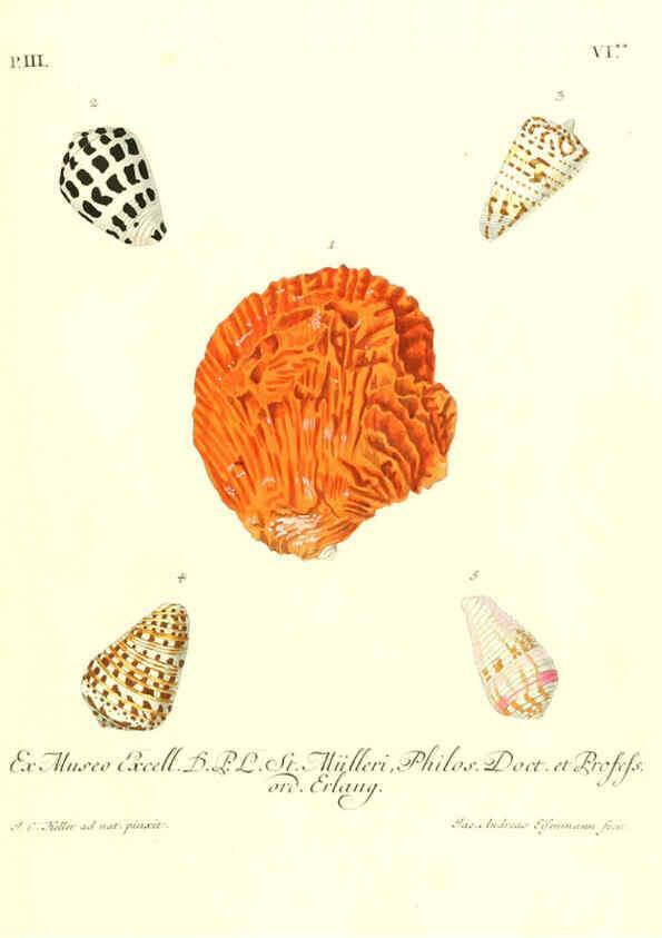 Reproducción/Reproduction 6032339230: Les delices des yeux et de l'esprit. v.1 ptie 1-3. [Nuremberg :George Wolffgang Knorr],1764-1773