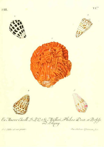 Reproducción/Reproduction 6032339230: Les delices des yeux et de l'esprit. v.1 ptie 1-3. [Nuremberg :George Wolffgang Knorr],1764-1773