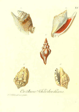 Reproducción/Reproduction 6031775567: Les delices des yeux et de l'esprit. v.1 ptie 1-3. [Nuremberg :George Wolffgang Knorr],1764-1773