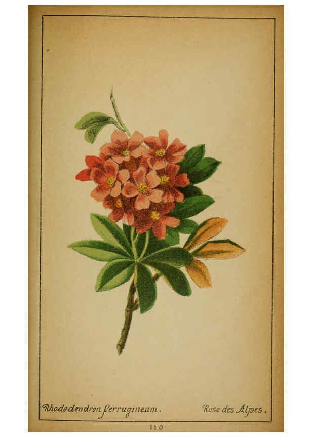 Reproducción/Reproduction 6031672769: Choix de plantes de l'Europe centrale et particulièrement de la Suisse et de la Savoie Genève,F. Richard,1878