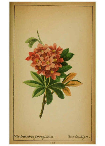 Reproducción/Reproduction 6031672769: Choix de plantes de l'Europe centrale et particulièrement de la Suisse et de la Savoie Genève,F. Richard,1878