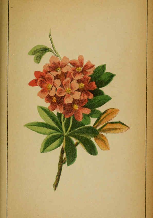 Reproducción/Reproduction 6031672769: Choix de plantes de l'Europe centrale et particulièrement de la Suisse et de la Savoie Genève,F. Richard,1878